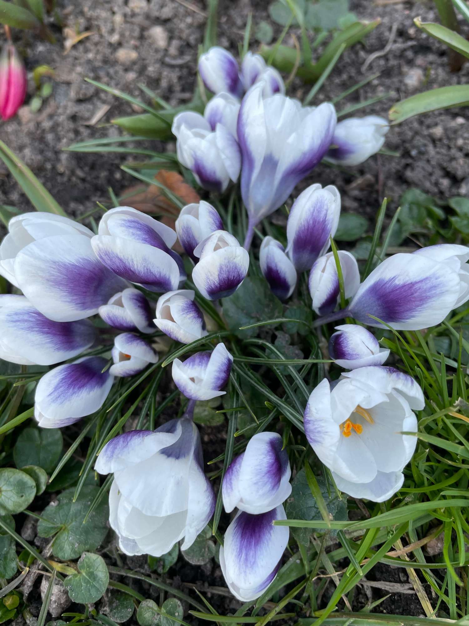 Crocus botanique 'Prince Claus'